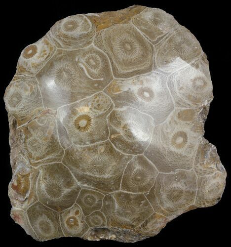 Polished Fossil Coral Head - Morocco #44906